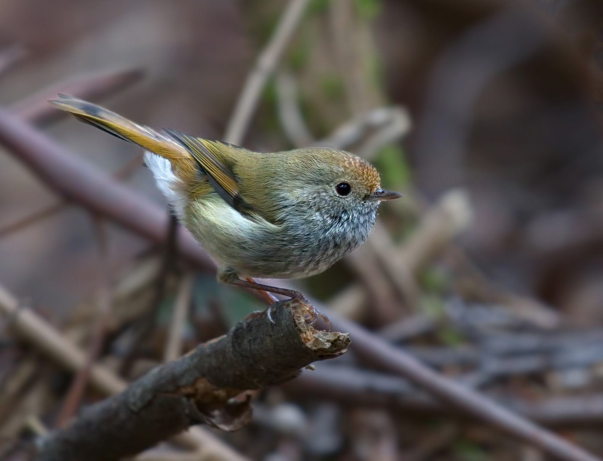 a Tasmanian Thornbill a cropped DSC_6599 .jpg