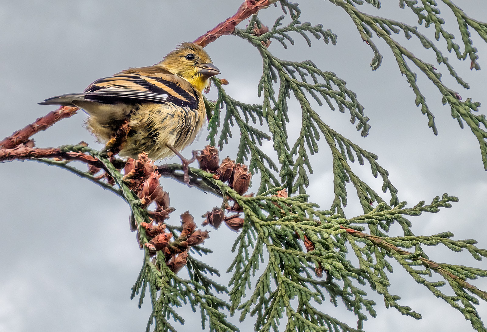 American Goldfinch Cedar.jpg