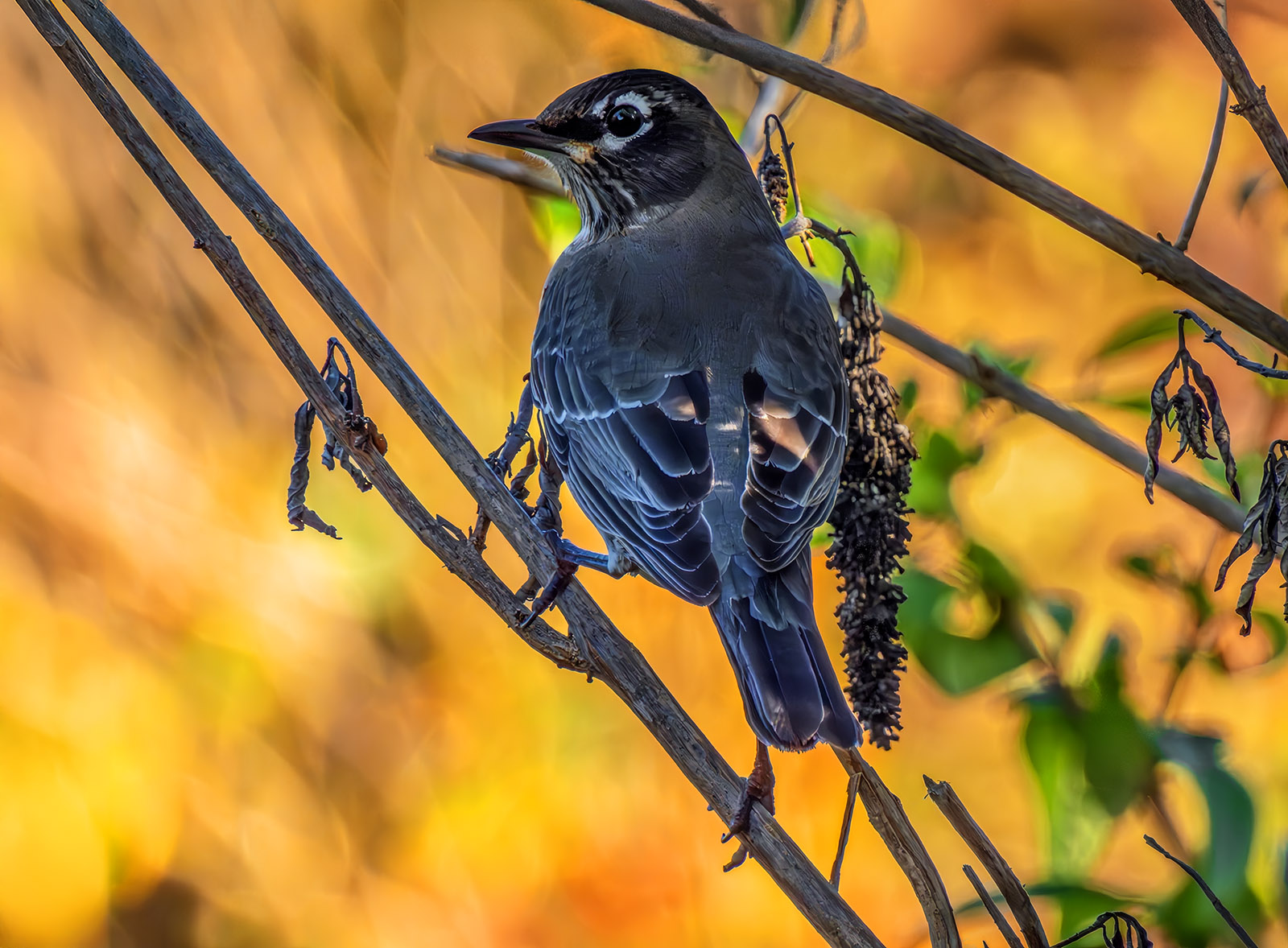 American Robin Autumn.jpg