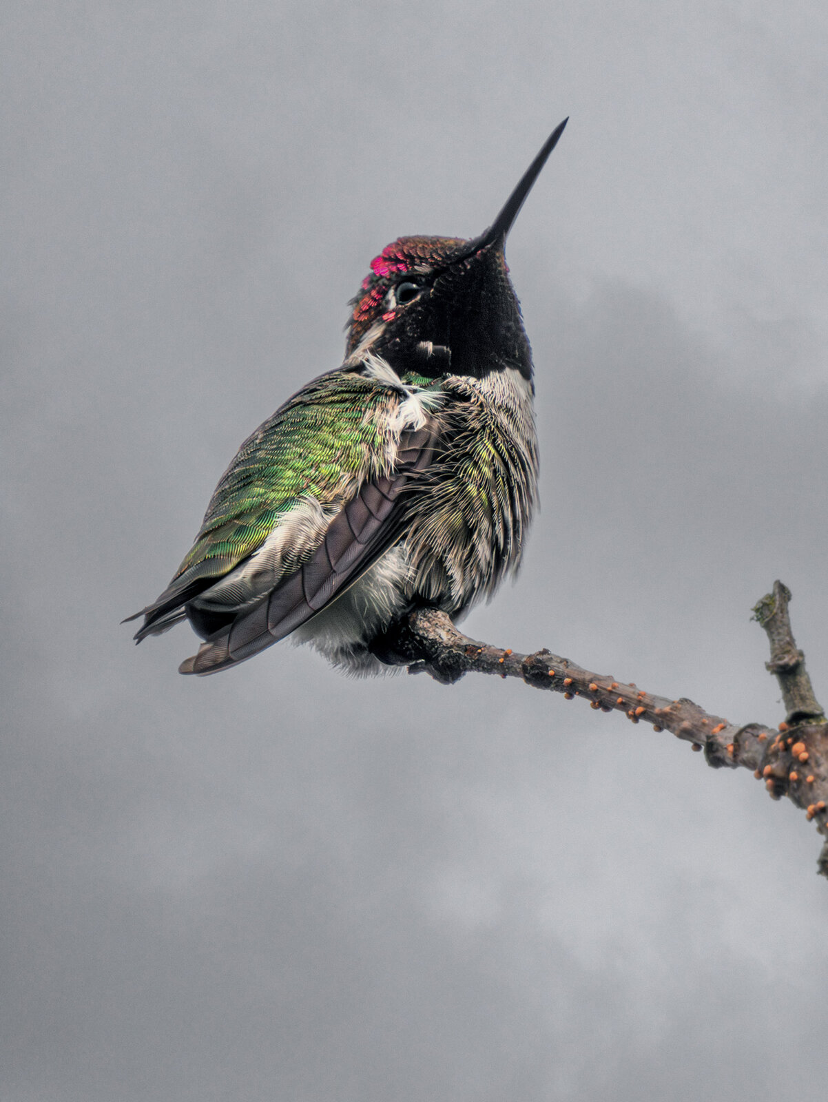 Anna's Hummingbird.jpg