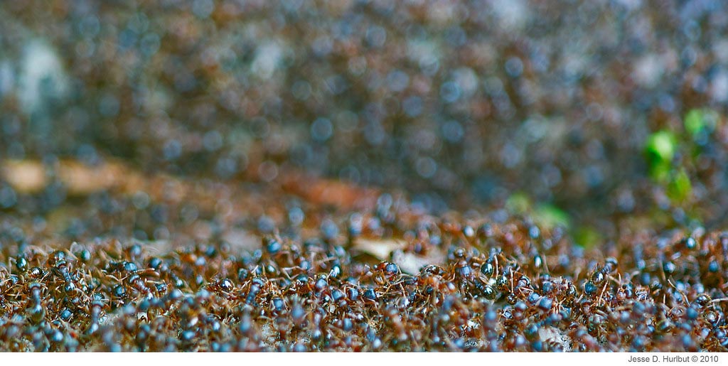 ants-JDH.jpg