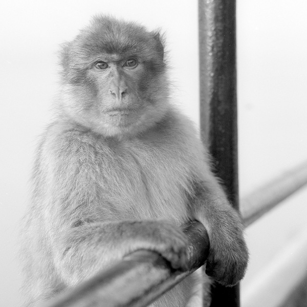 Ape_hassy22.jpg