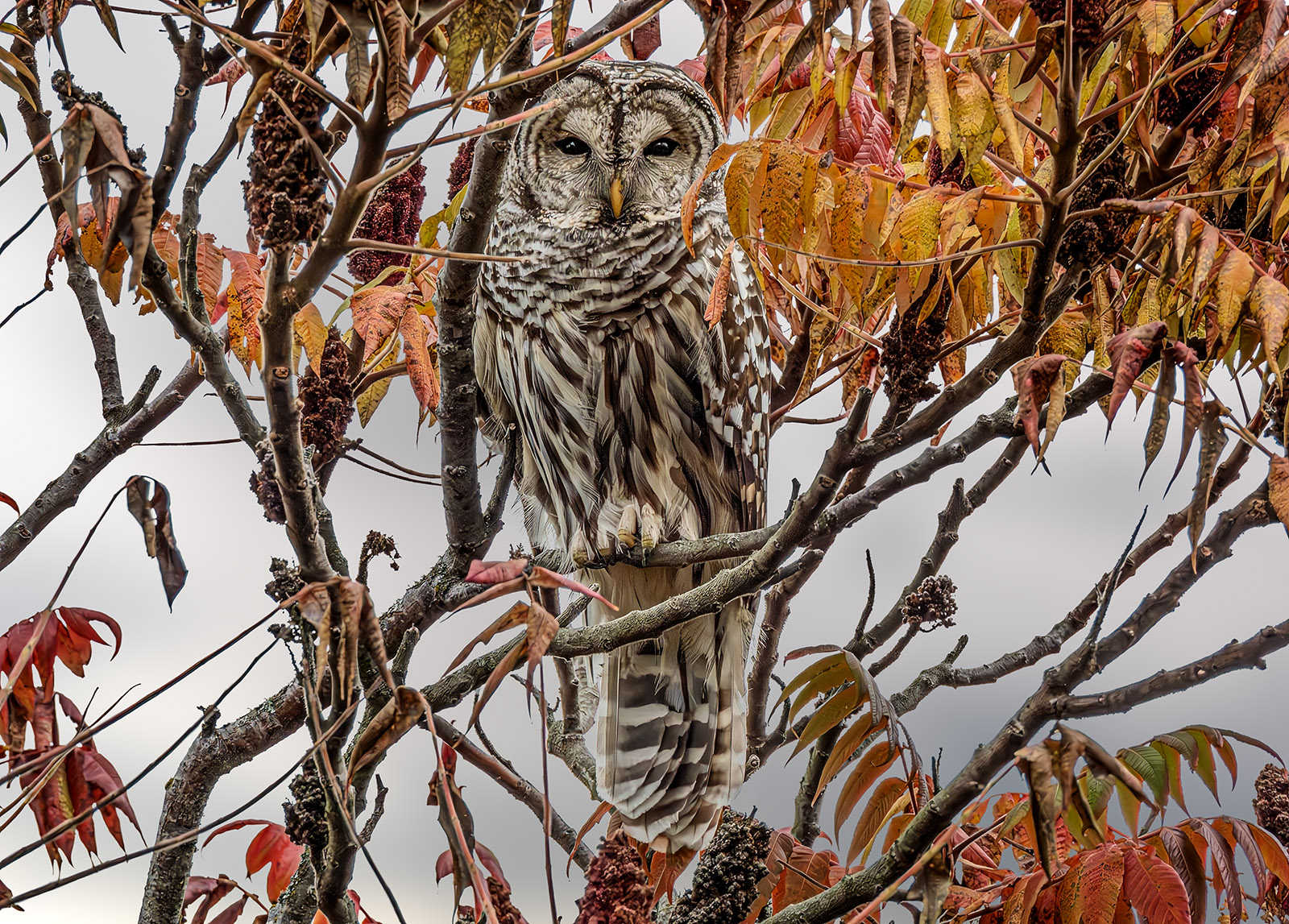 Barred Owl full.jpg