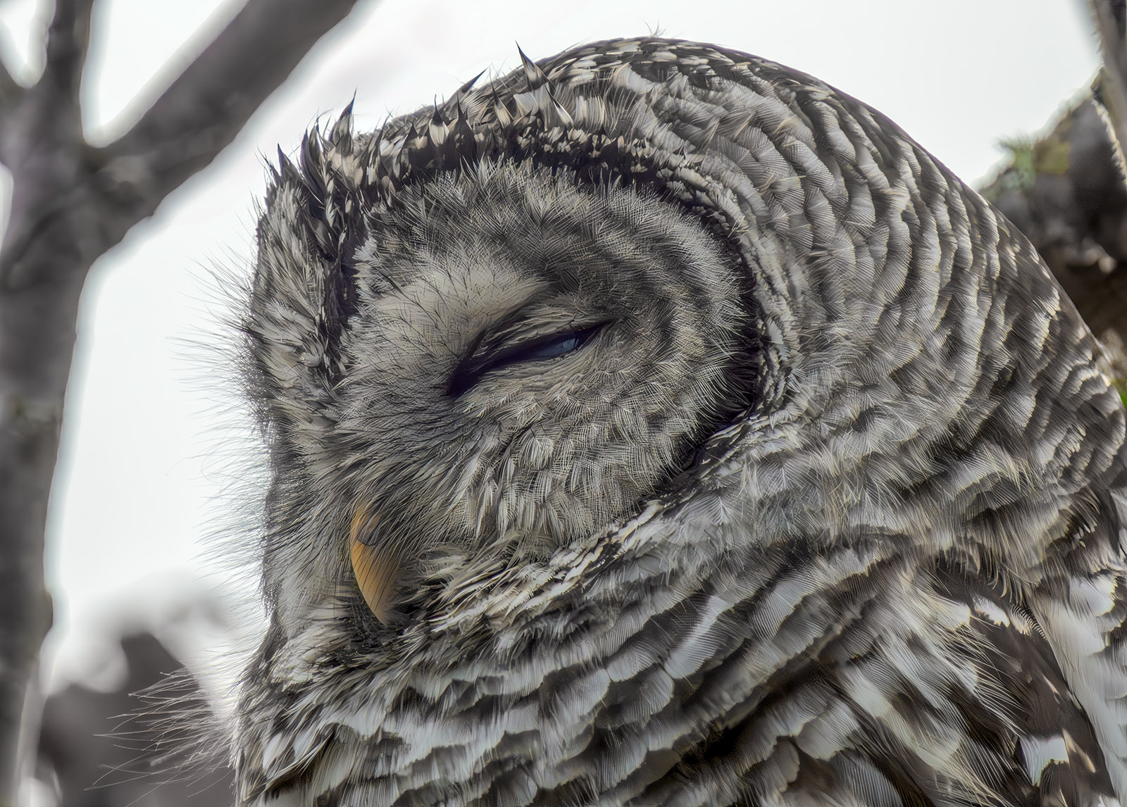 Barred Owl three quarters.jpg