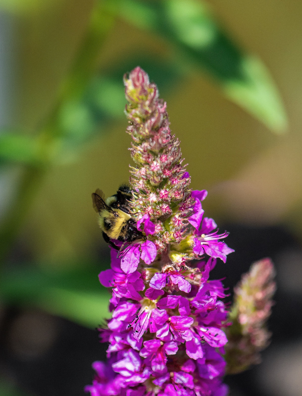 Bees & Insects 2022 - August 11, 2022 - 35-Edit.jpg
