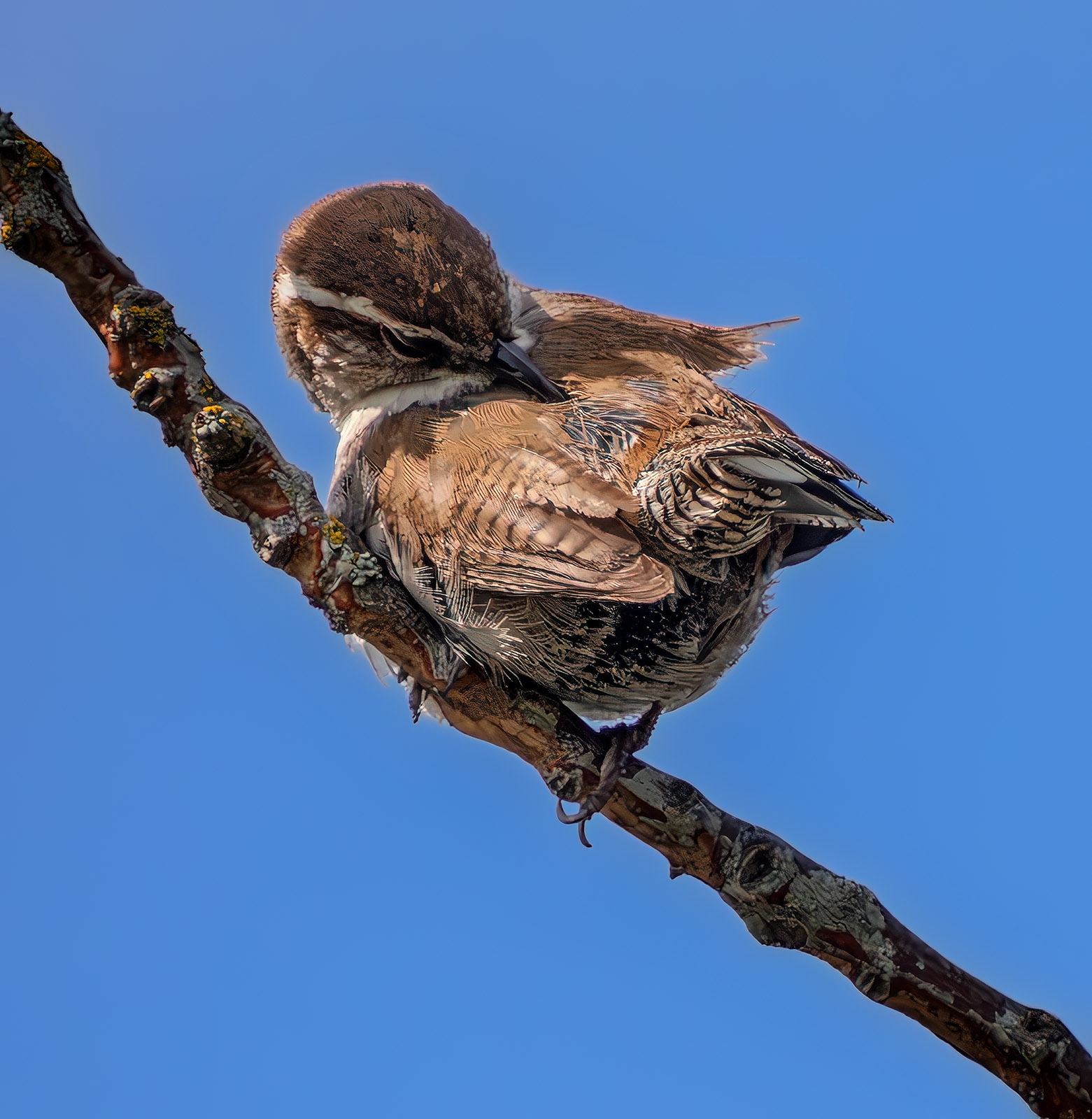 Bewick's Wren grooming.jpg