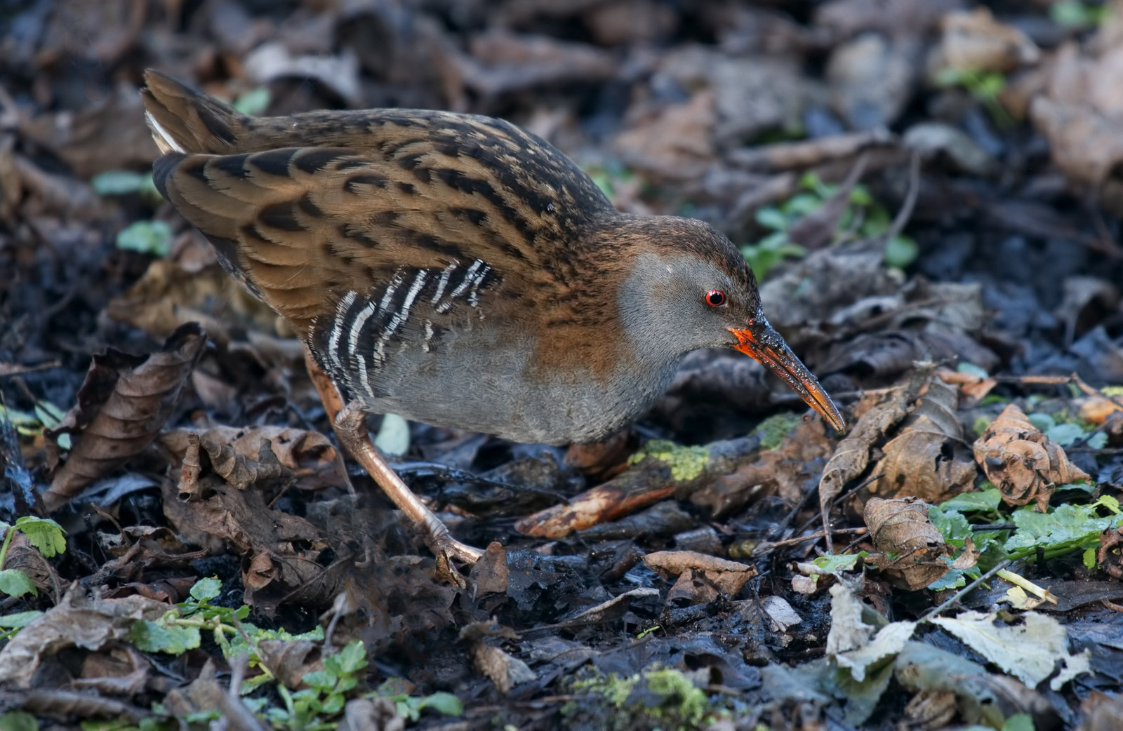 Bird 2019 Water Rail.jpg