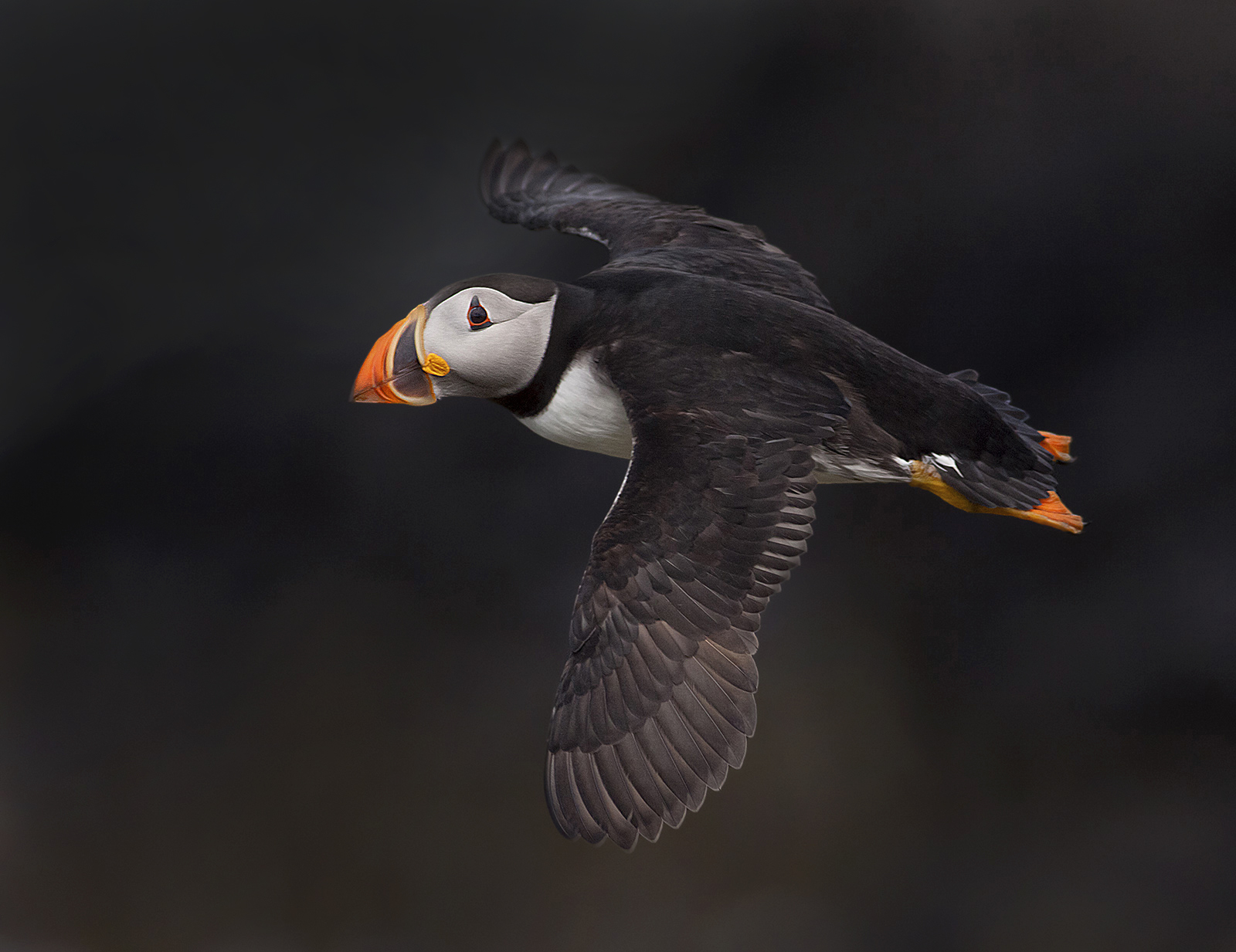 Bird in Flight Puffin dark background.jpg