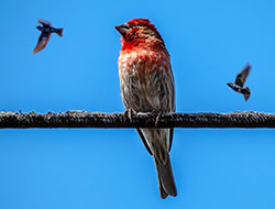 Bird on a wire.jpg