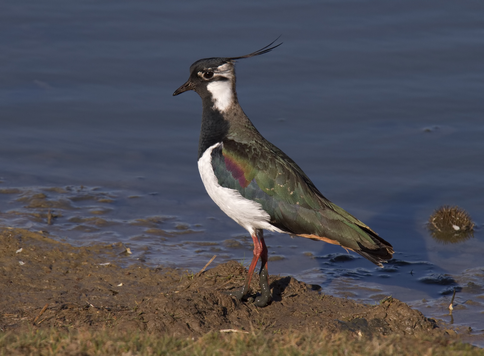 Birds - Common Lapwing.jpg