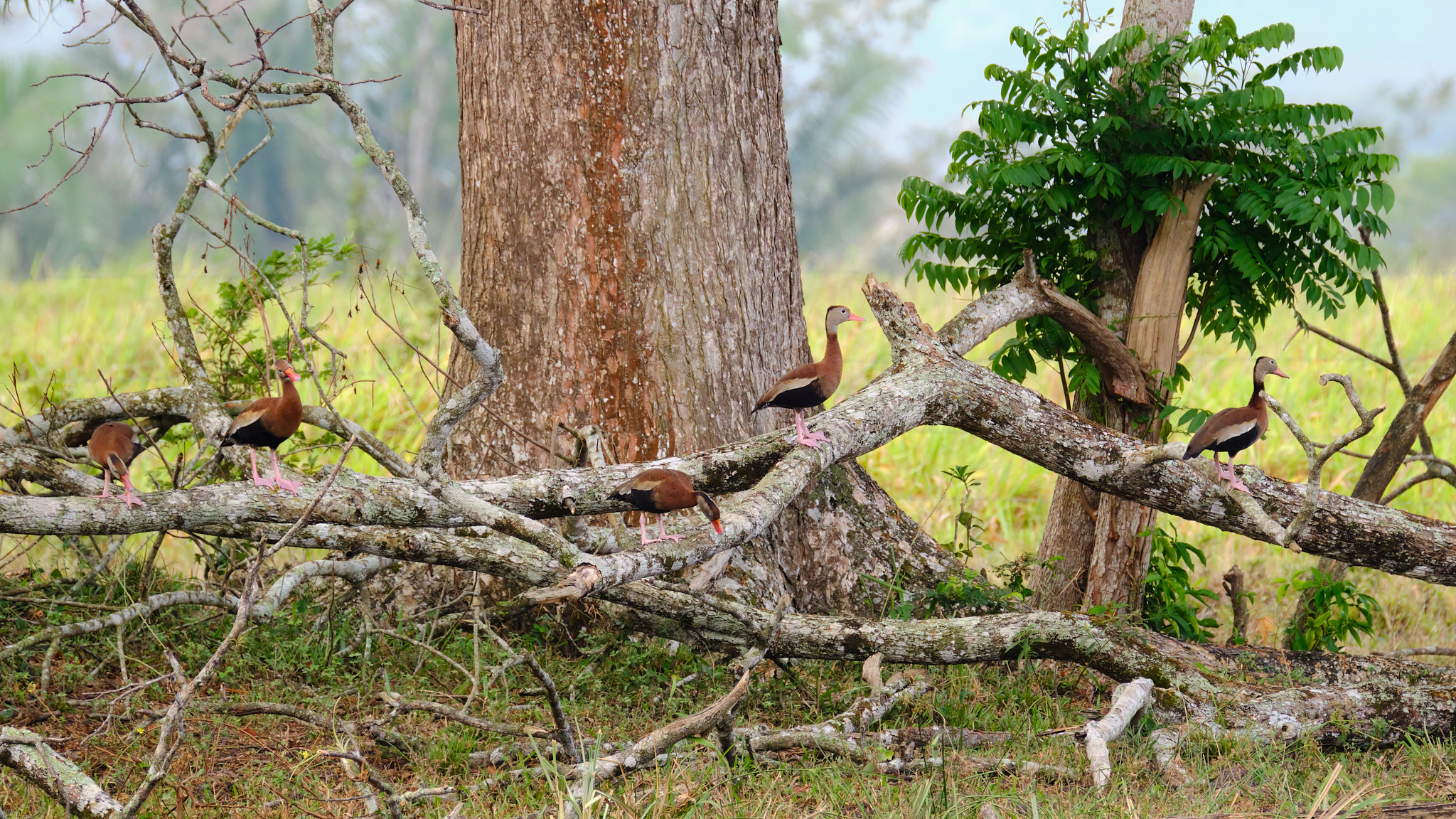 Black-bellied Whistling Duck.jpg