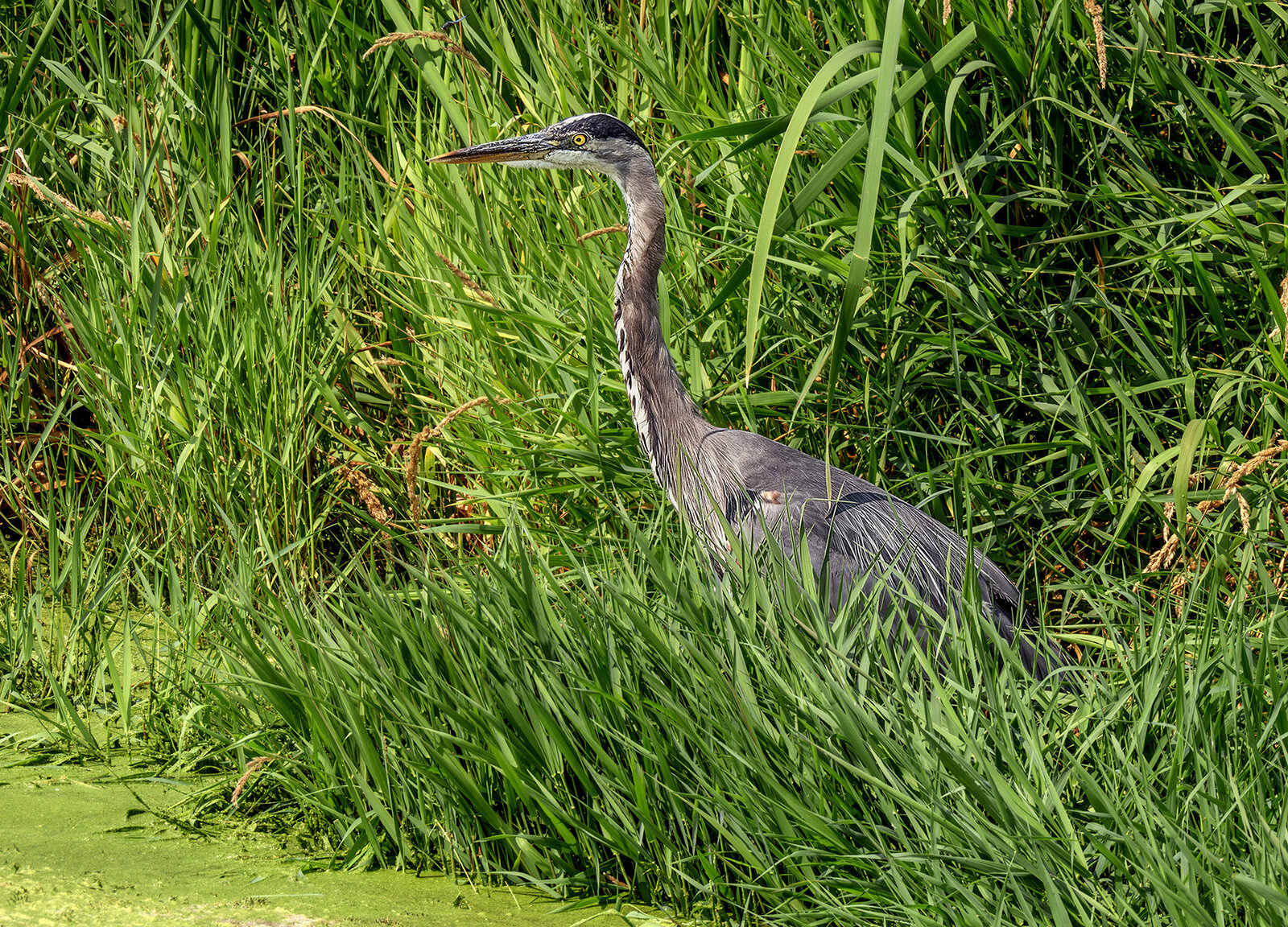 Blue Heron far sm.jpg