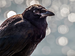 Bokeh Crow.jpg