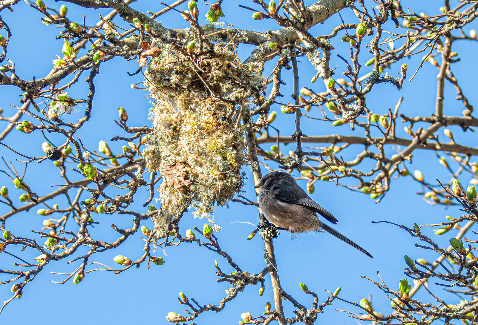 Bushtit inspecting nest.jpg
