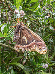 Cecropia Moth.jpg