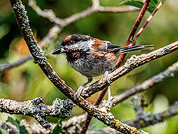 Chestnut-backed Chickadee.jpg