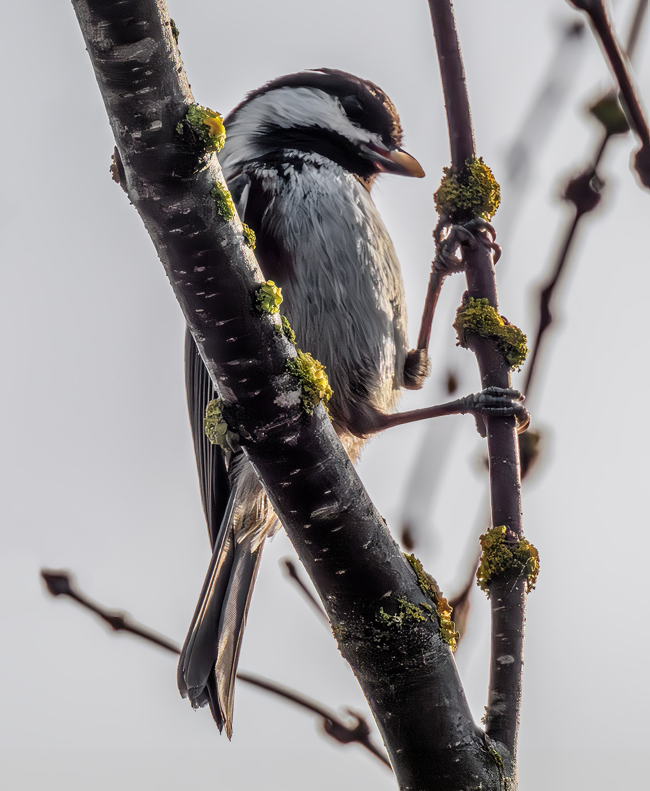 Chestnut-backed Chickadee.jpg