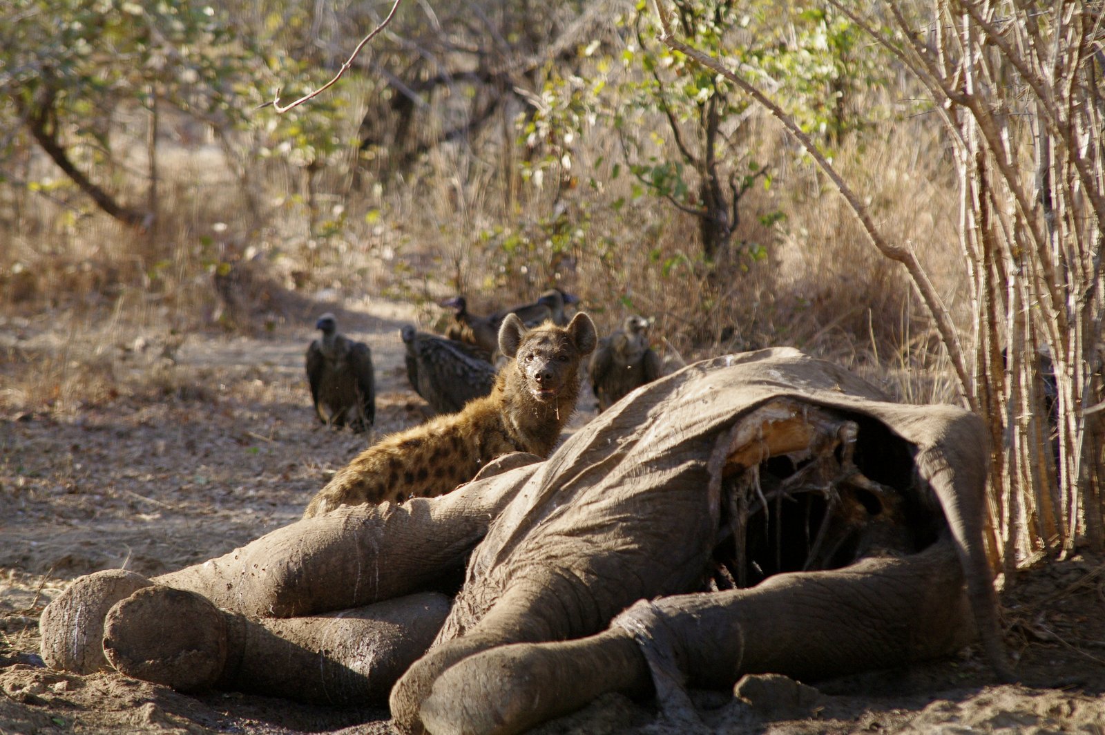Chimbwe & Njovu.jpg