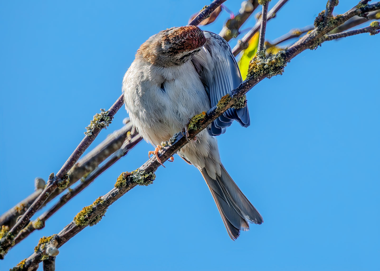 Chipping Sparrow grooming.jpg