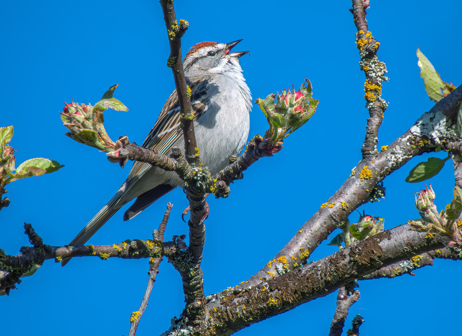Chipping Sparrow.jpg