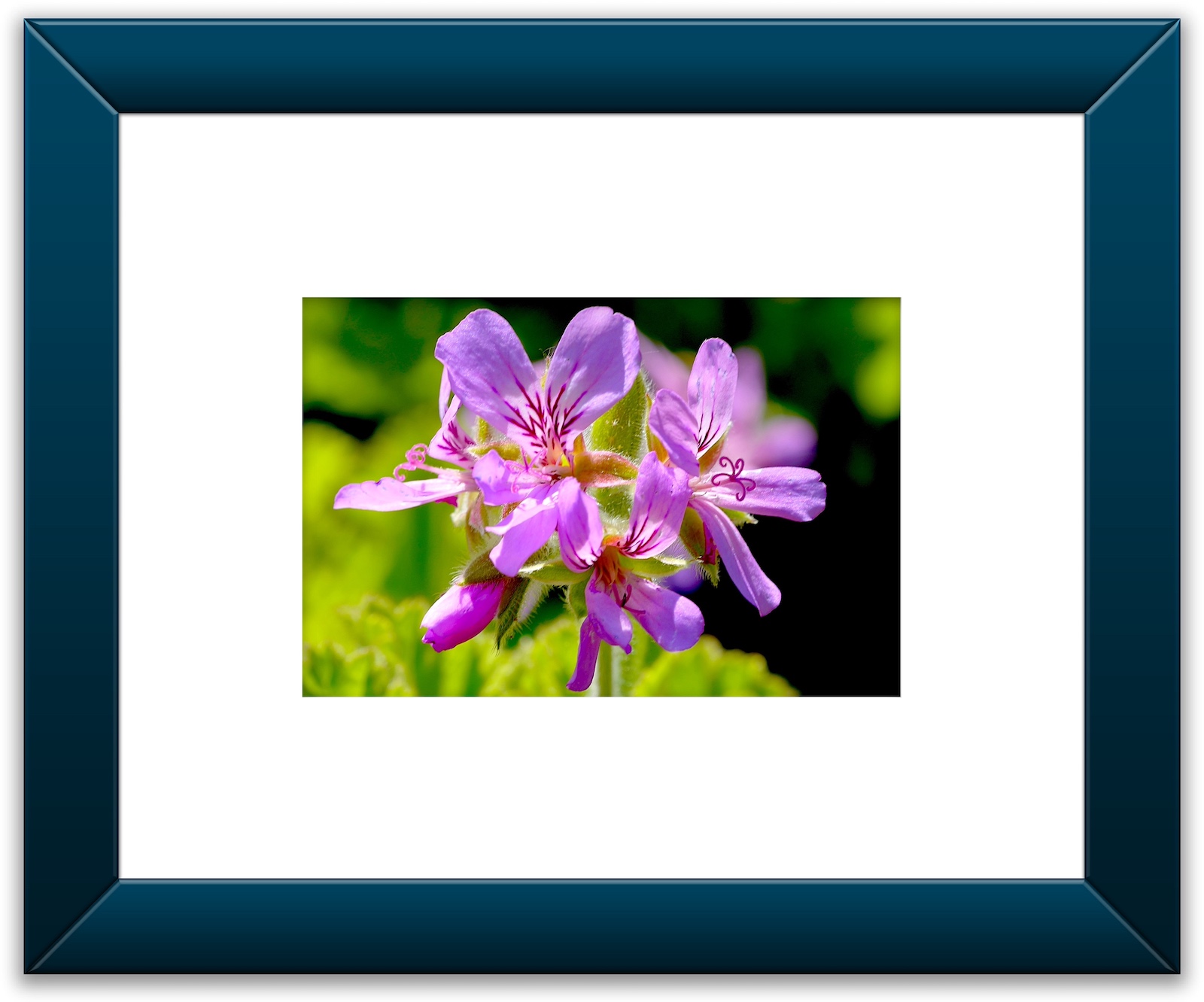 Color Framed (A1).jpeg