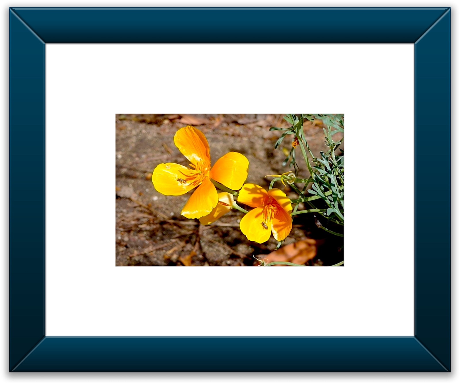 Color Framed (A4).jpeg