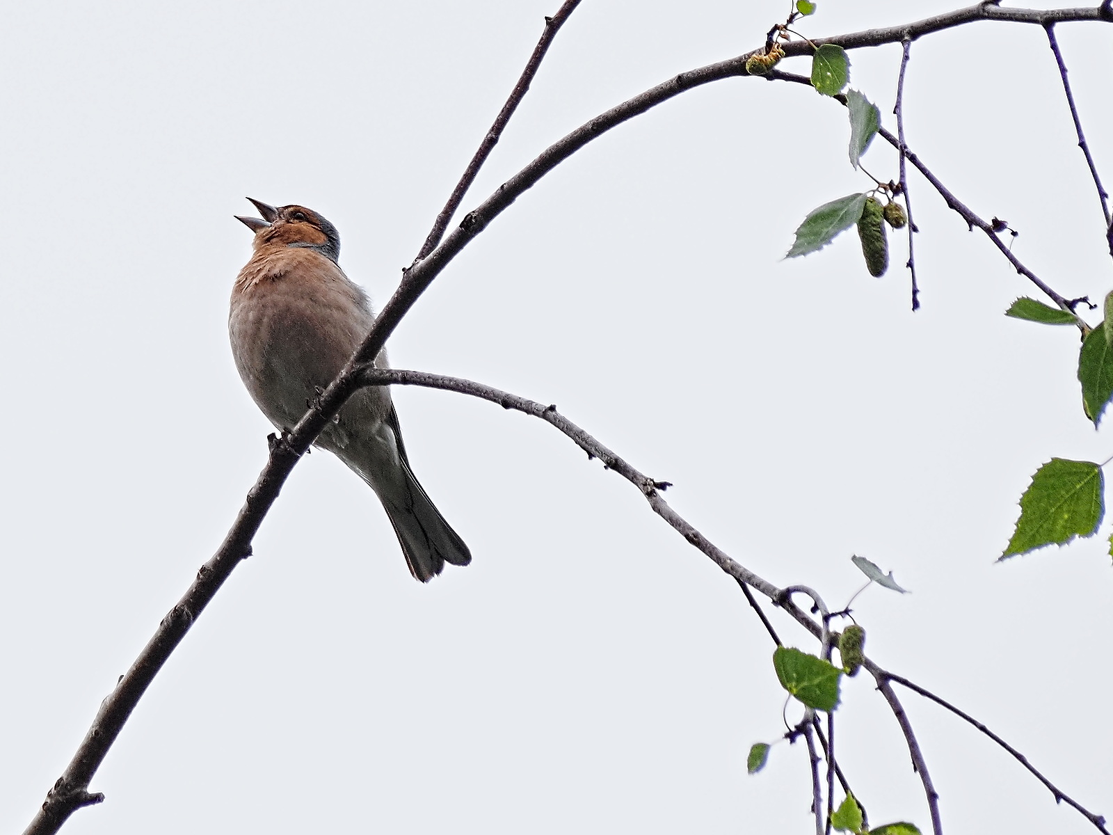 Common Chaffinch