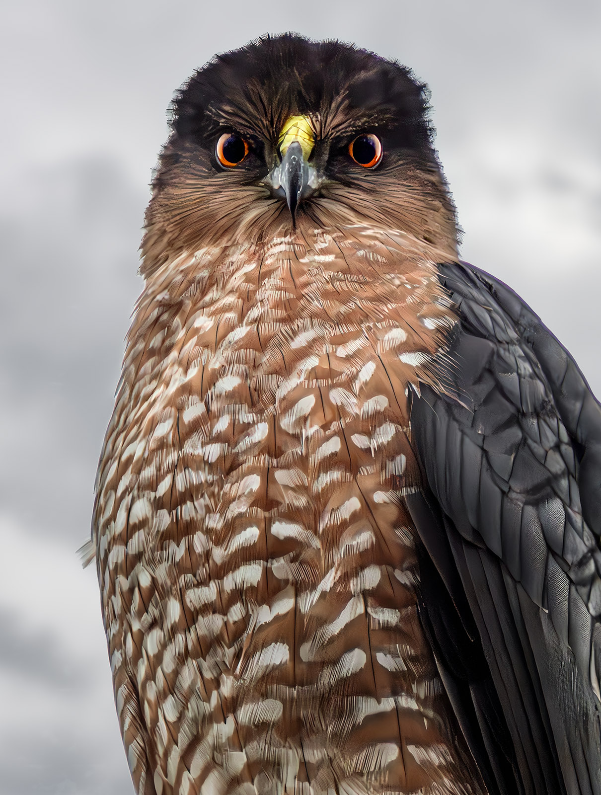 Cooper's Hawk 2.jpg