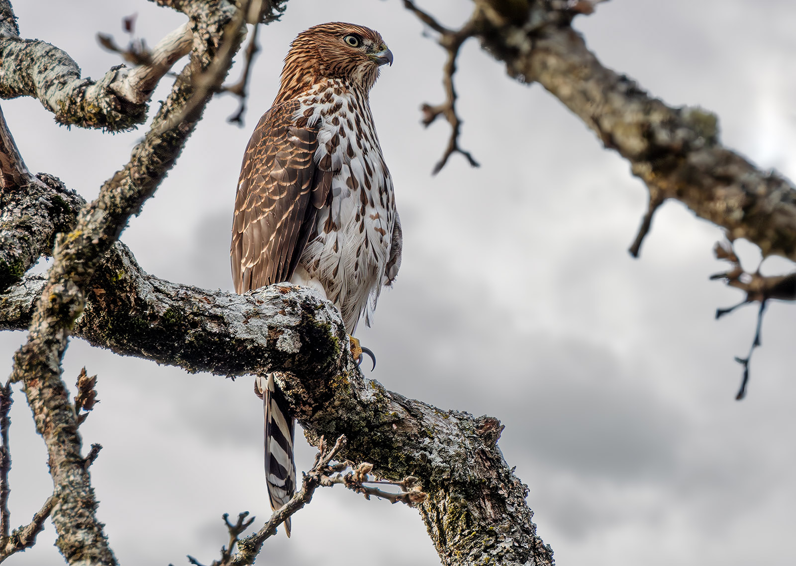 Cooper's Hawk.jpg