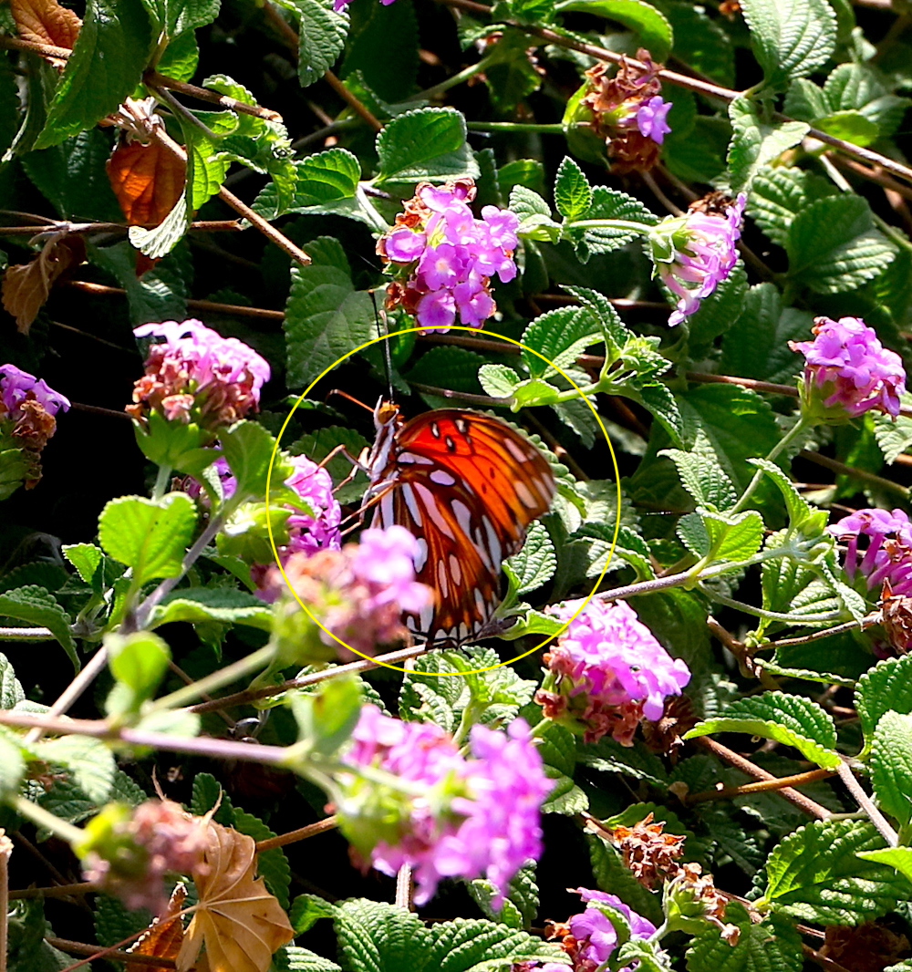 Cropped Gdn00001.JPG