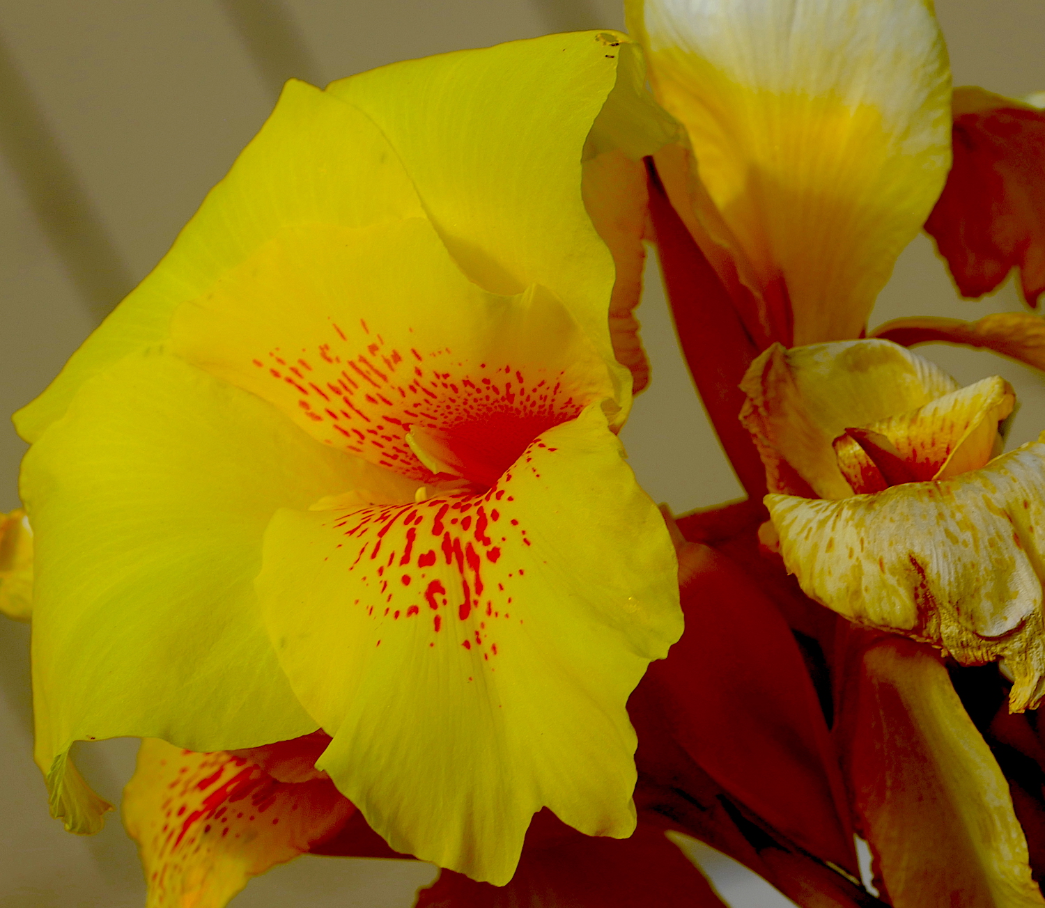 Cropped Gdn00005.JPG