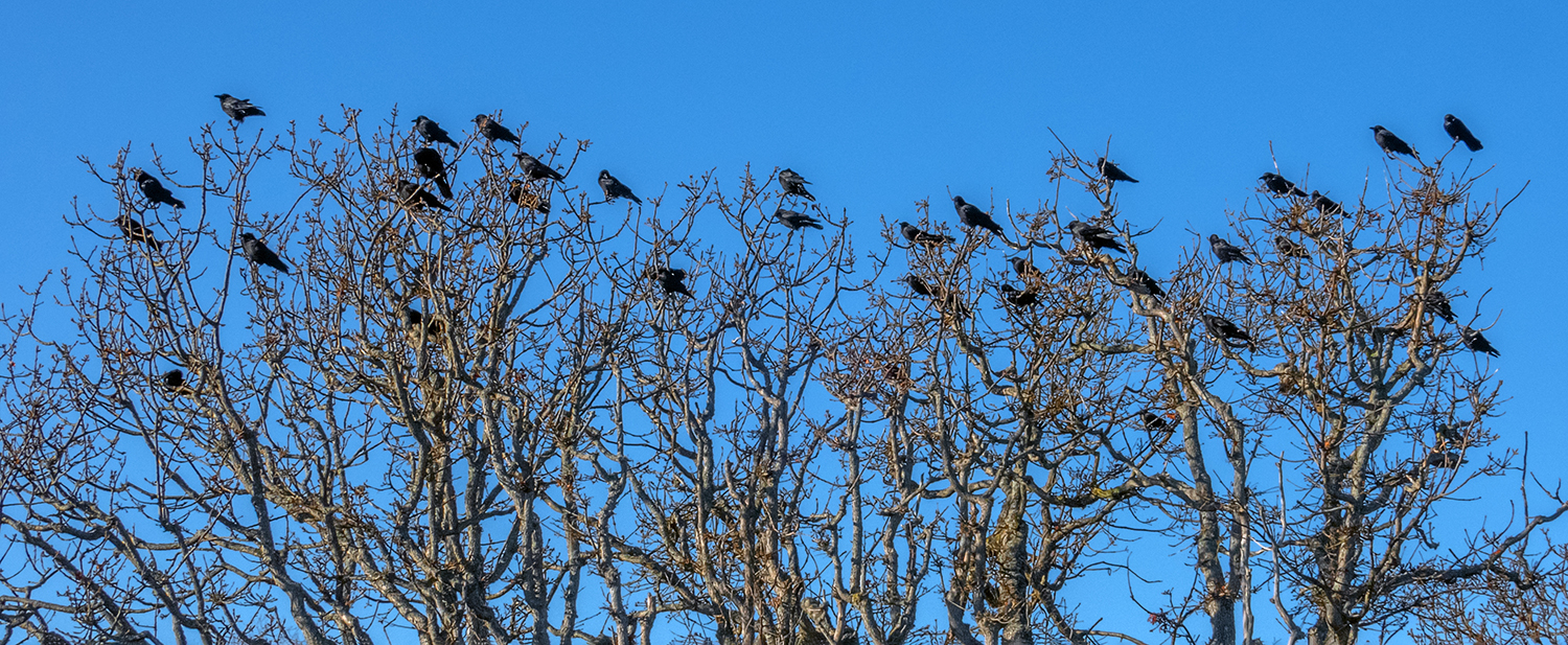 Crow colony.jpg