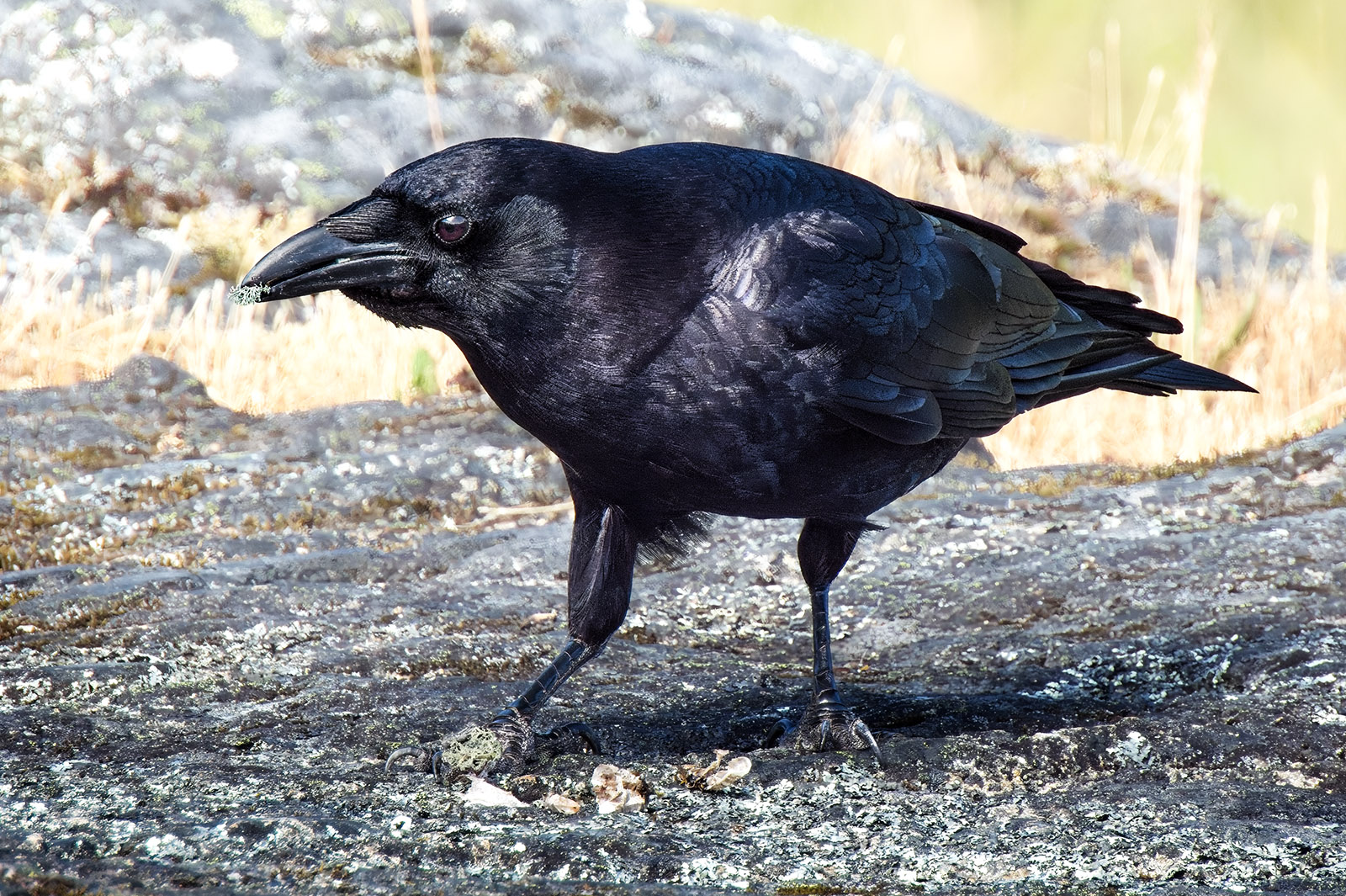 Crow eating lichen.jpg