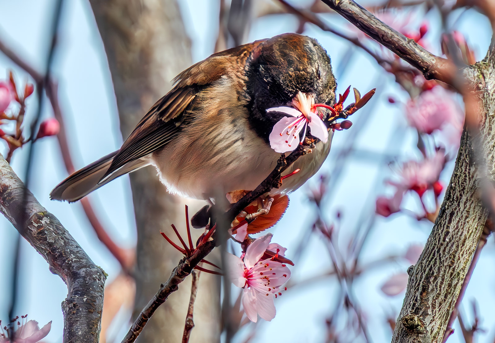 Dark-eyed Junco lunch.jpg