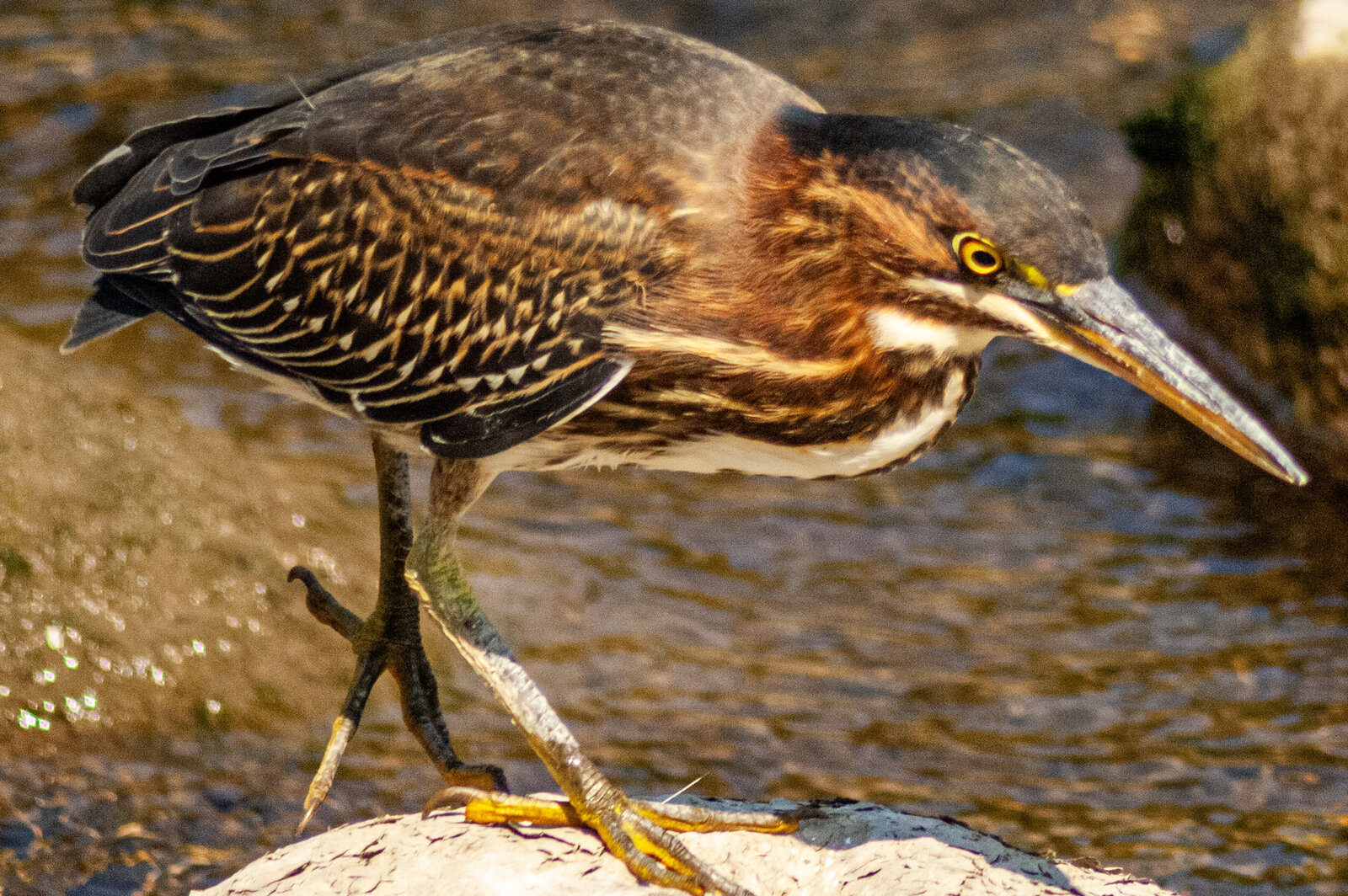 DSC_0150.jpg