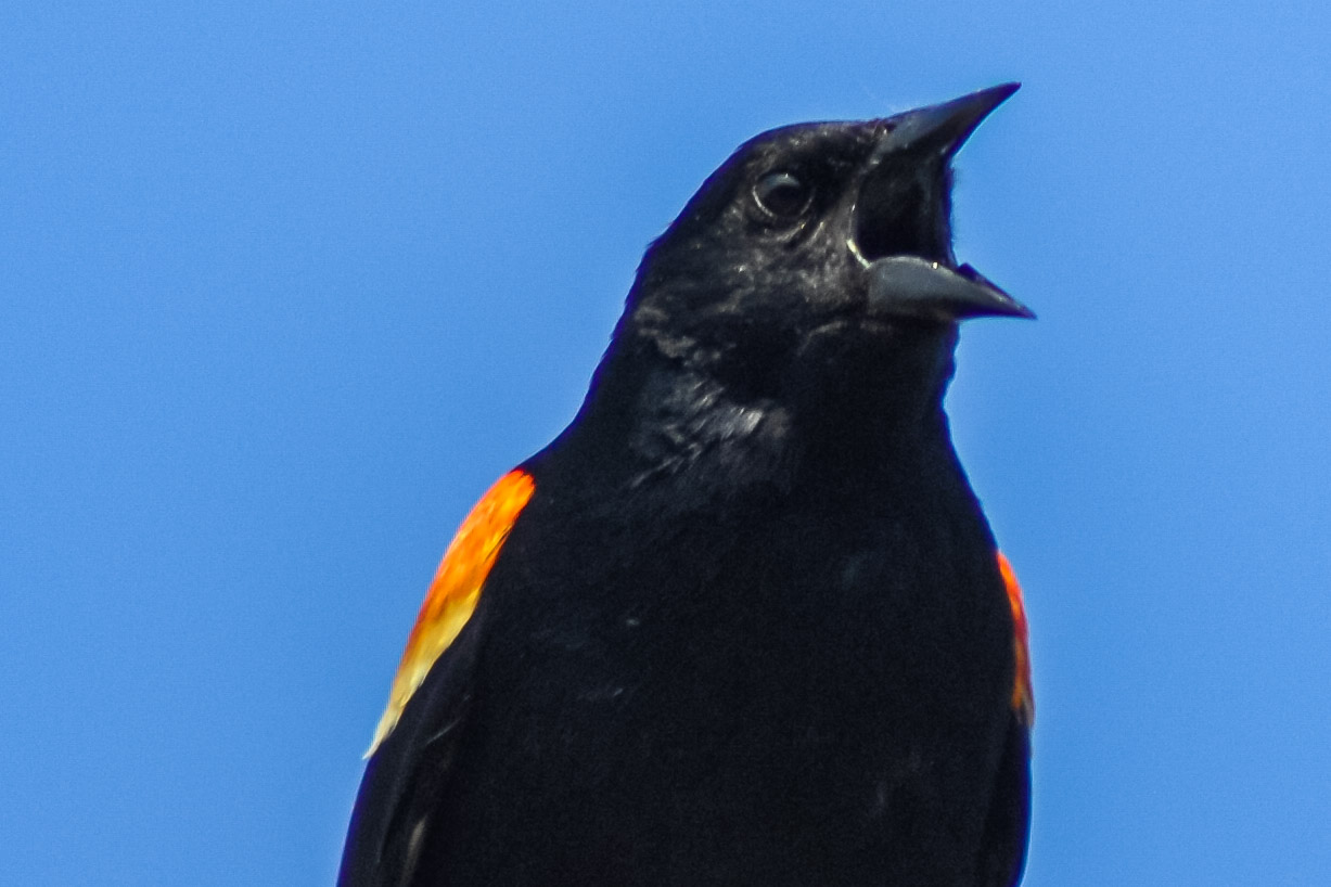 DSC_0184 male red wing blackbird.jpg