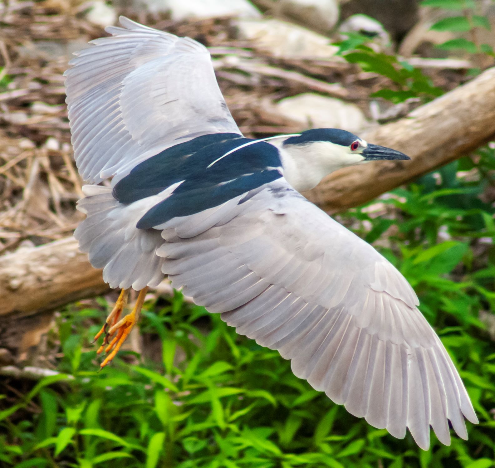DSC_0276 (2) smaller.jpg