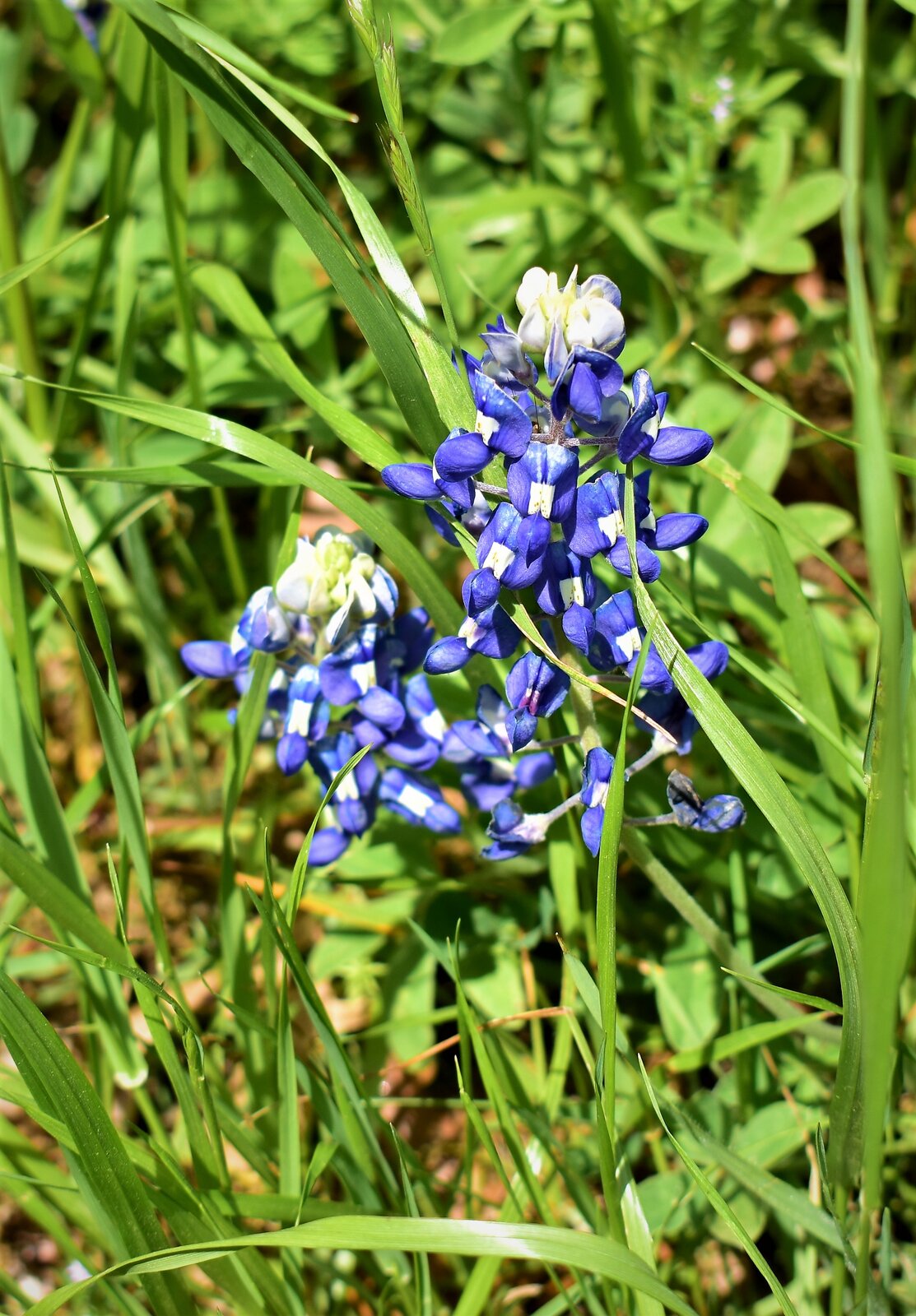 DSC_1847.JPG
