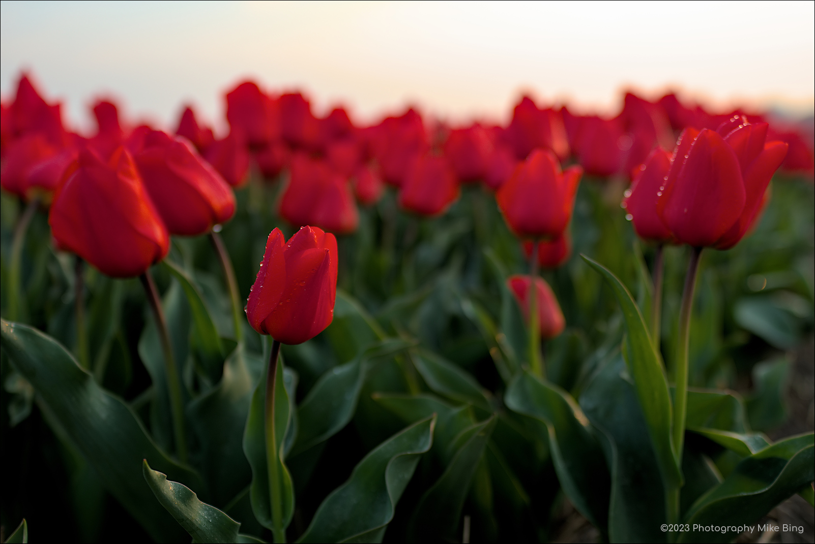 EMG18636-Bollen-Irix30-ISO200-dt_filtered-2023-web.jpg