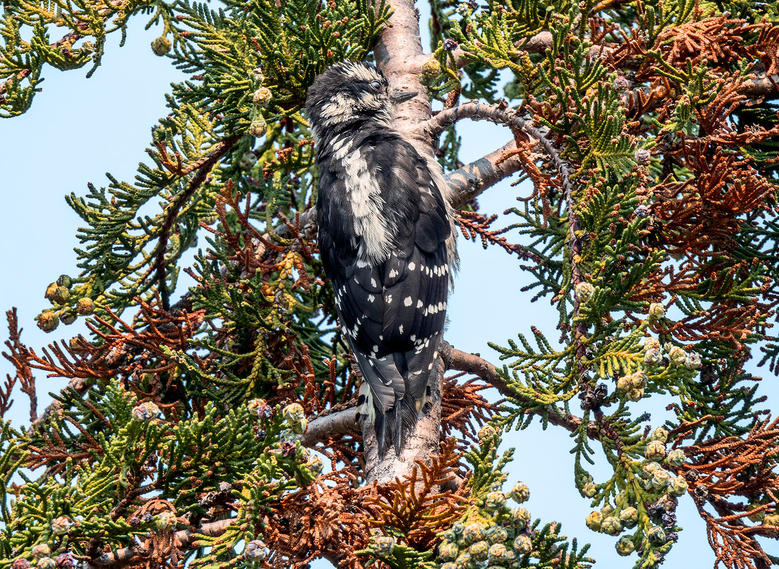 Female Downy Woodpecker.jpg