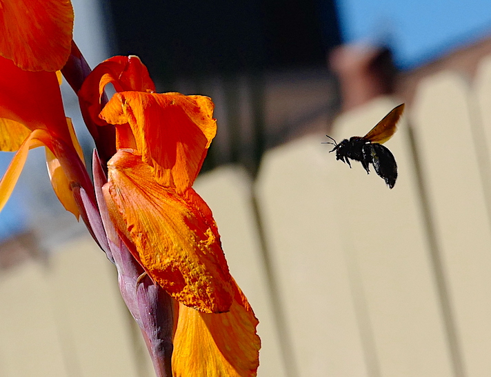 Final Approach'.JPG