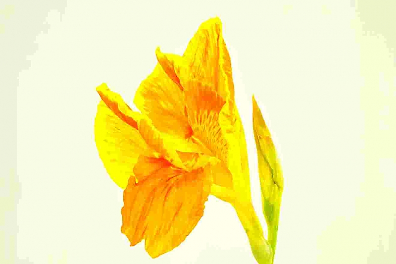 Flower 2.jpg