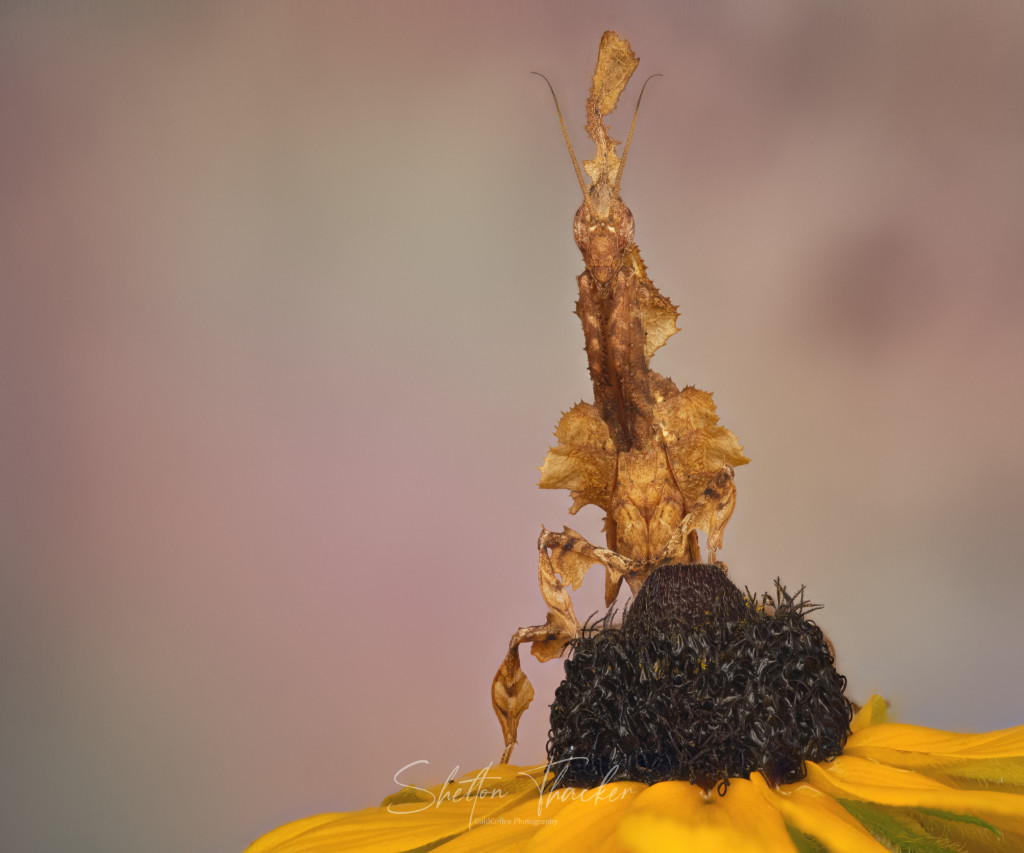 Ghost Mantis.jpg