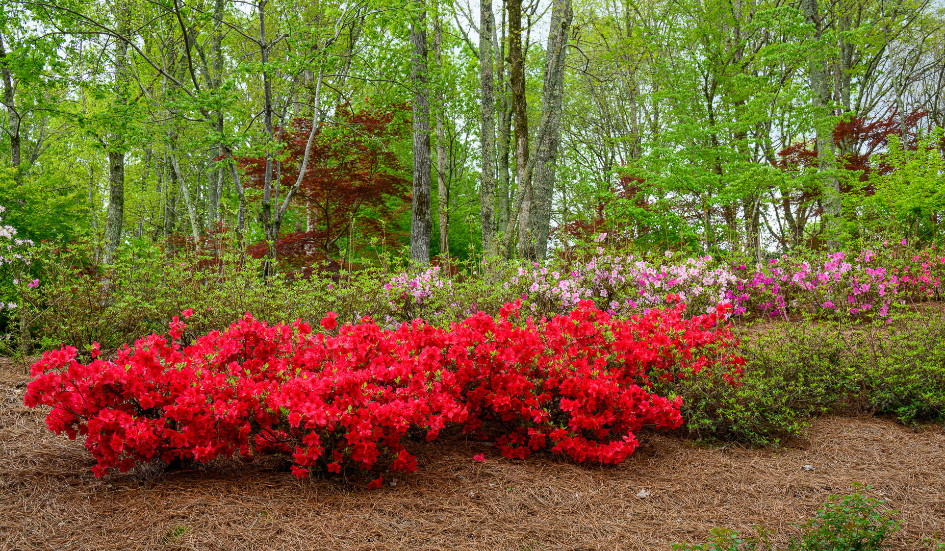 Gibbs Gardens 230416 - 46.jpg