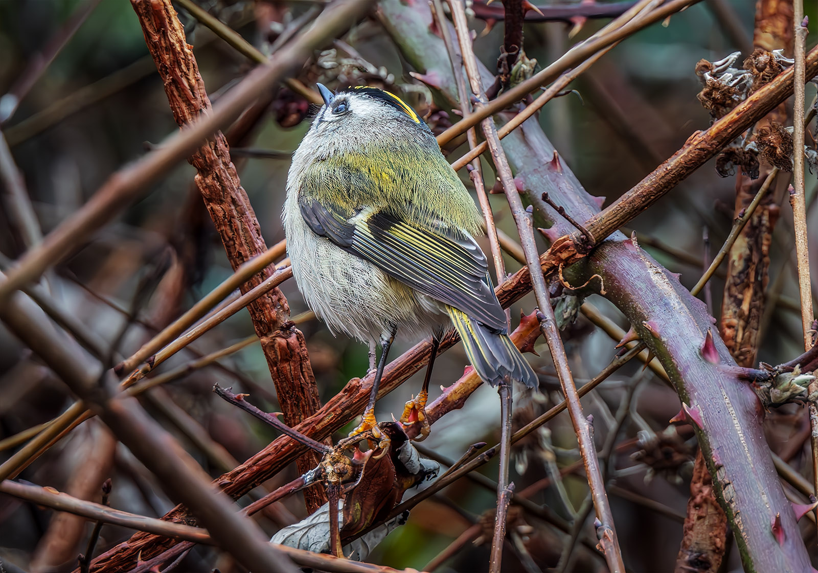 Golden-crowned Kinglet back.jpg