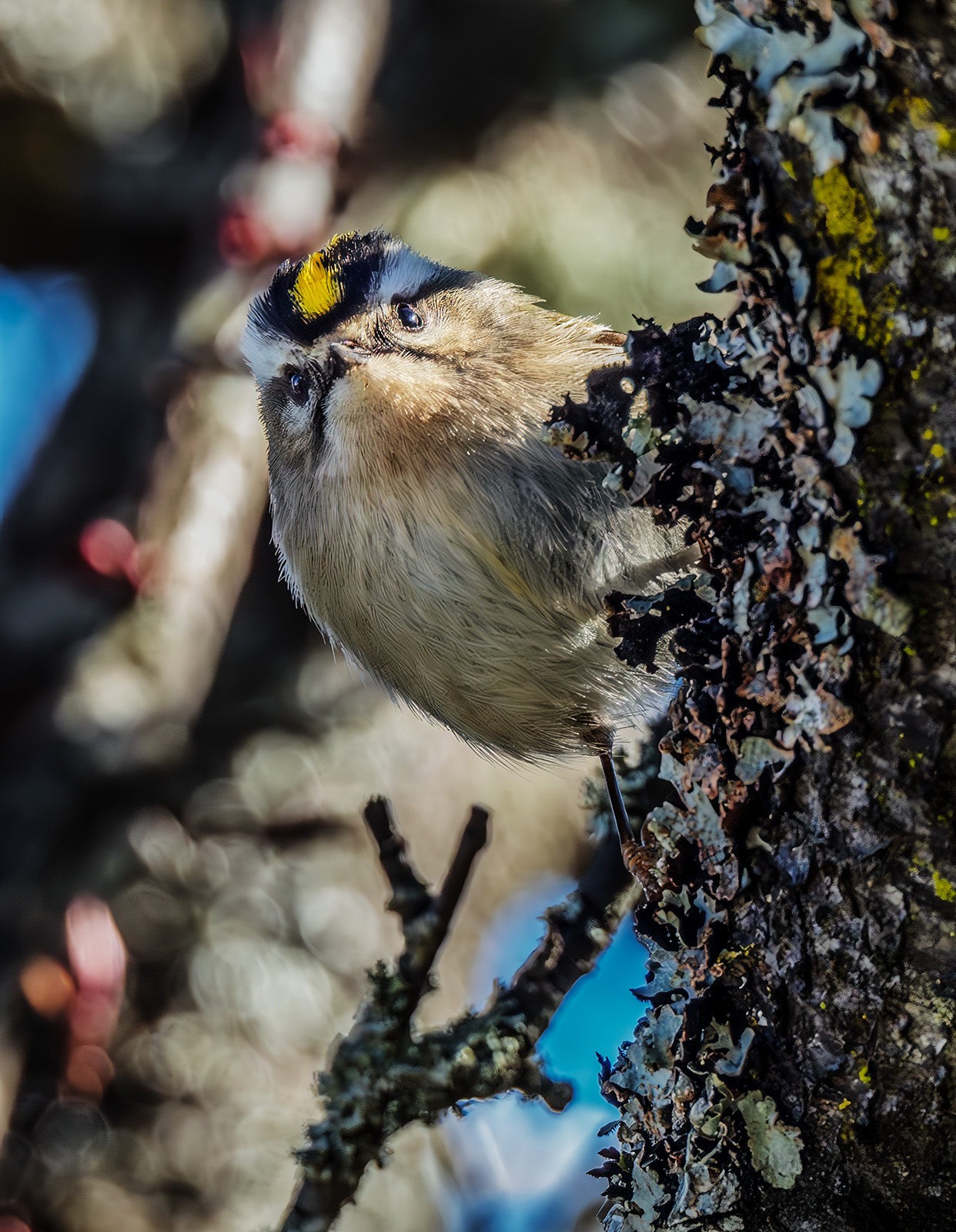 Golden-crowned Kinglet.jpg