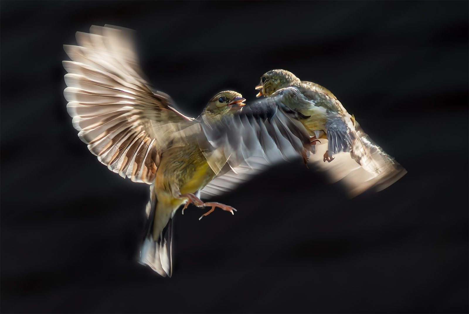 Goldfinch Fight.jpg