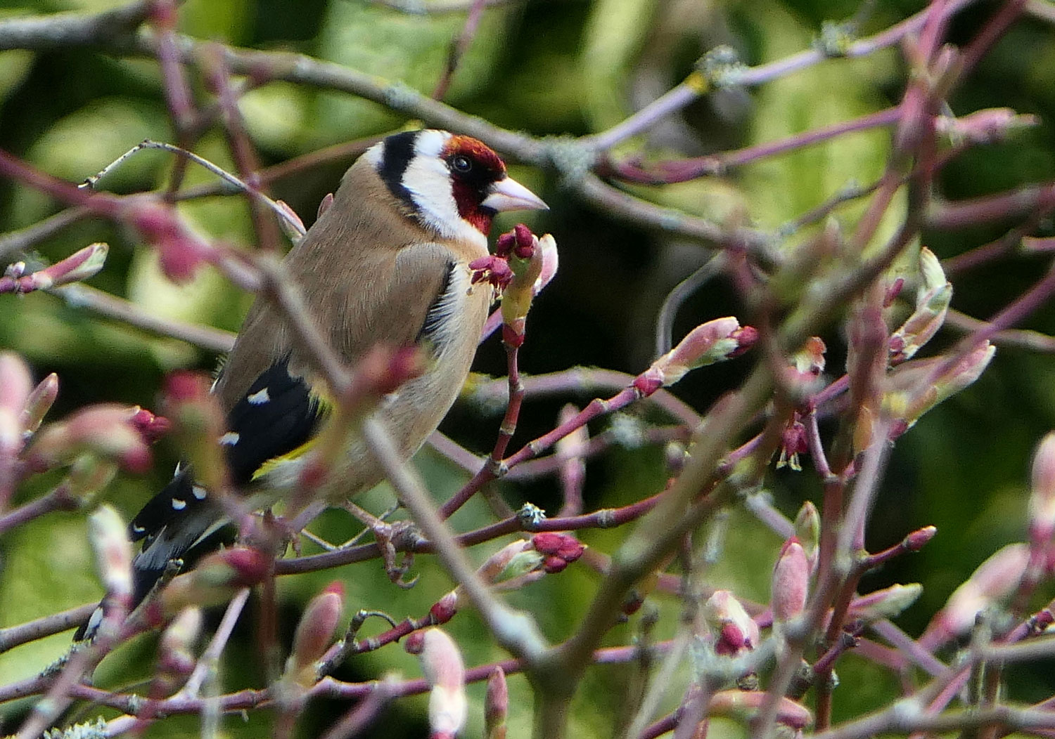 Goldfinch-P1190080.jpg