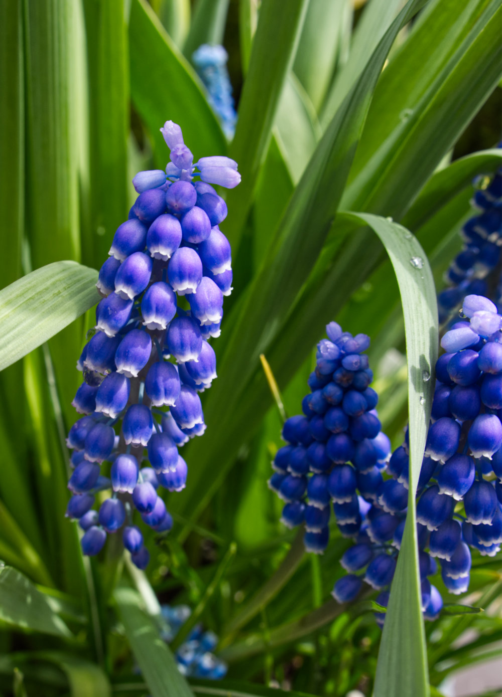 grape hyacinth - small.jpg