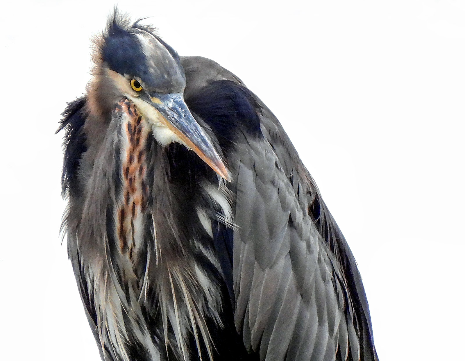  Great Blue Heron.jpg